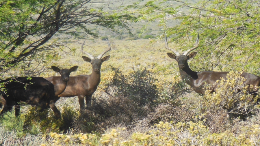 2 Bedroom Property for Sale in Ladismith Rural Western Cape